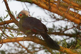 Ruspoli's Turaco