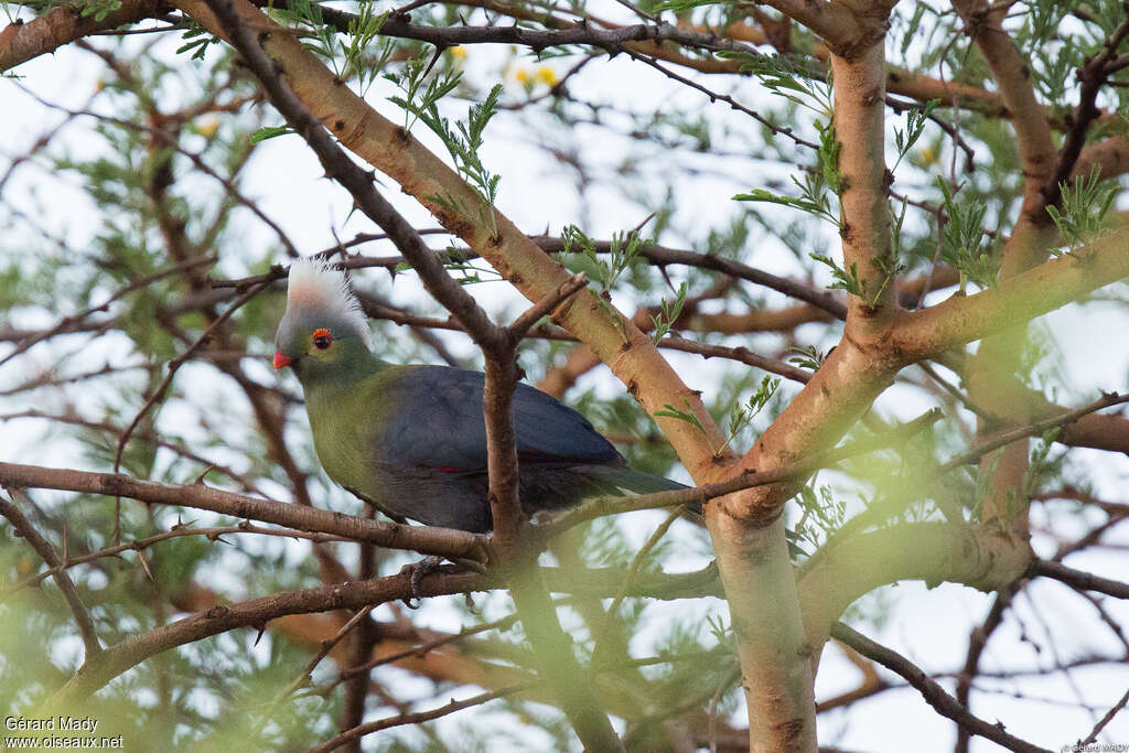 Ruspoli's Turacoadult, identification