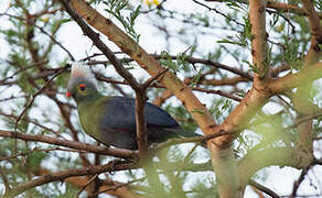 Ruspoli's Turaco