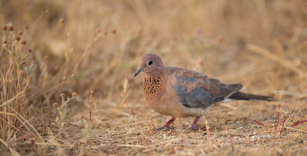 Laughing Dove