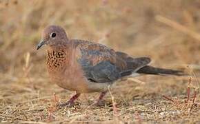 Laughing Dove