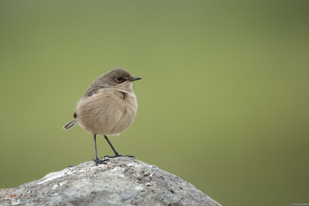 Moorland Chat