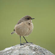 Moorland Chat