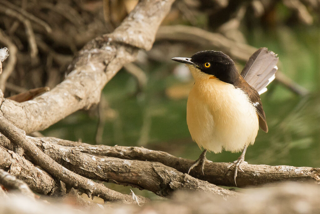 Black-capped Donacobius