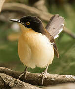 Black-capped Donacobius