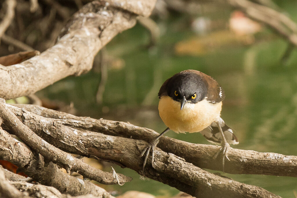 Black-capped Donacobius