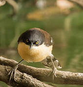 Black-capped Donacobius