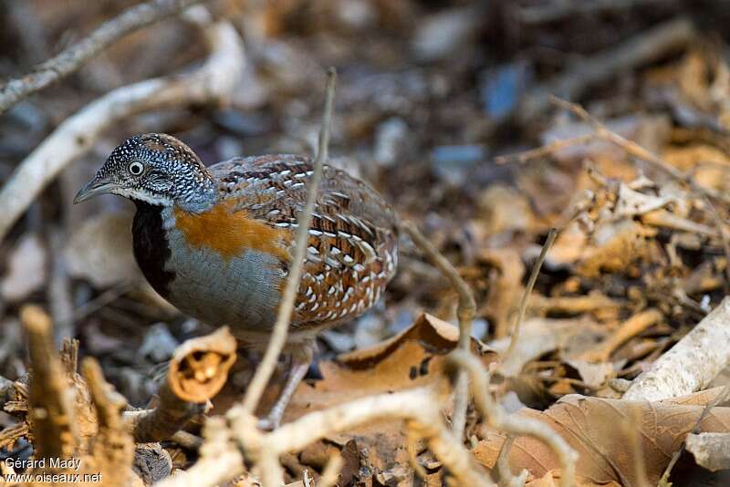 Madagascan Buttonquail male adult, identification