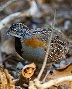 Madagascan Buttonquail