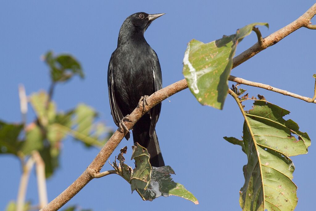 Shiny Cowbird