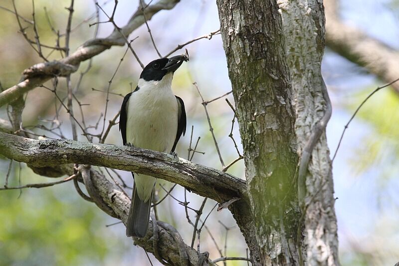 Van Dam's Vanga male