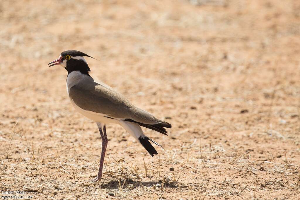 Black-headed Lapwingadult, identification