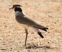 Black-headed Lapwing