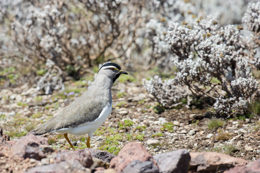 Spot-breasted Lapwing