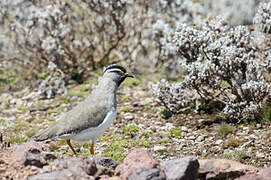 Spot-breasted Lapwing