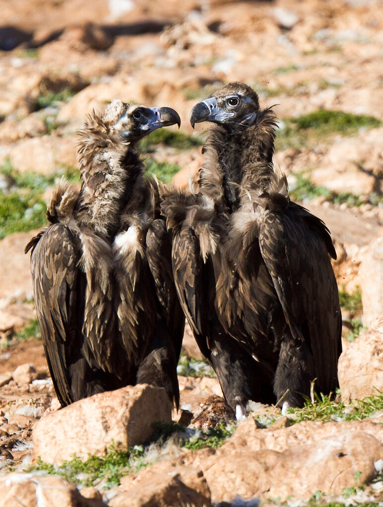 Cinereous Vulture