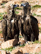 Cinereous Vulture