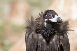 Cinereous Vulture