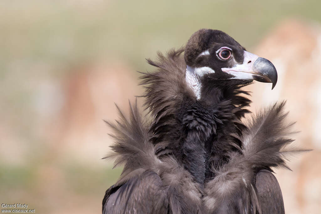 Vautour moinejuvénile, portrait