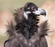 Cinereous Vulture