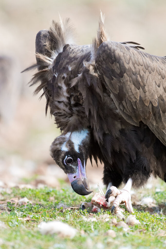 Cinereous Vulture