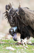 Cinereous Vulture