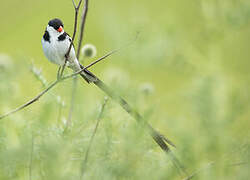 Pin-tailed Whydah