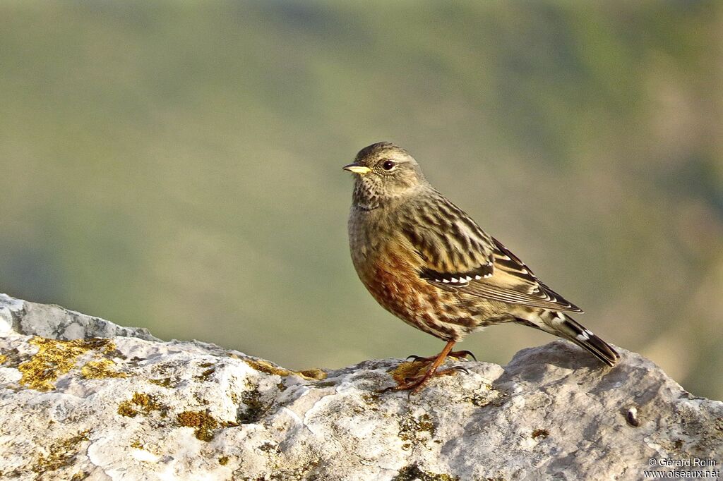 Alpine Accentor