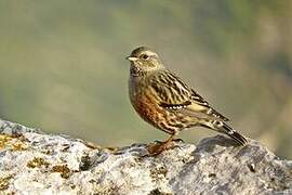 Alpine Accentor