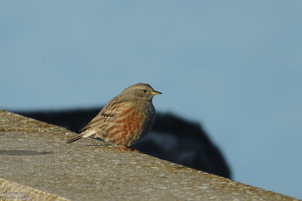 Alpine Accentor