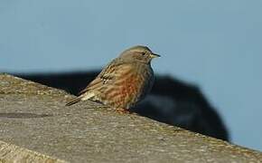 Alpine Accentor