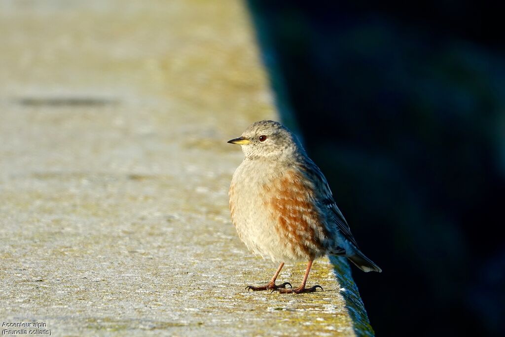 Alpine Accentor