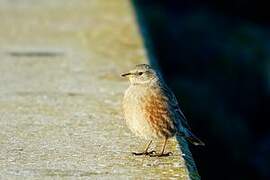 Alpine Accentor