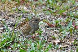 Dunnock