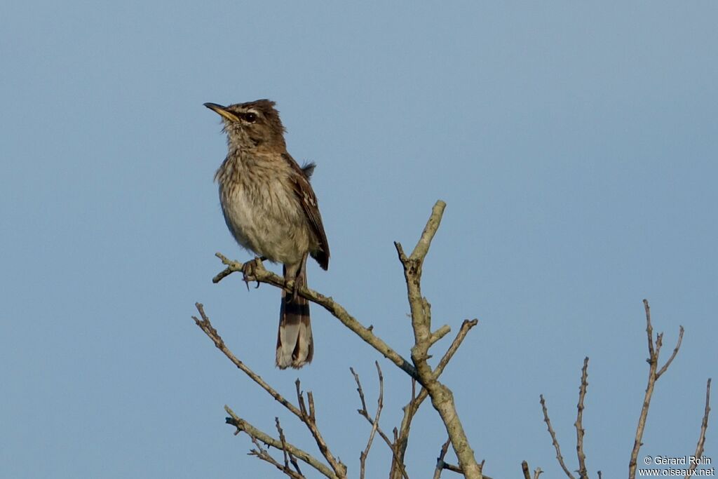 White-browed Scrub Robin