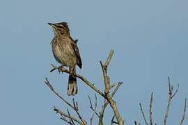 White-browed Scrub Robin