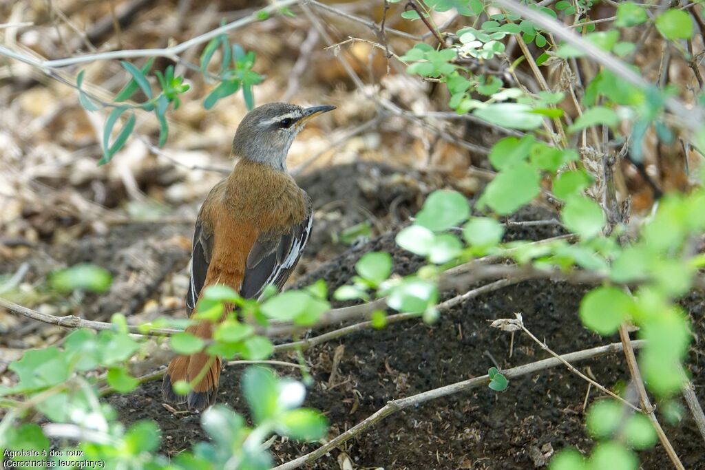 White-browed Scrub Robin