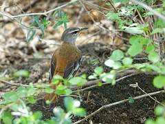 White-browed Scrub Robin