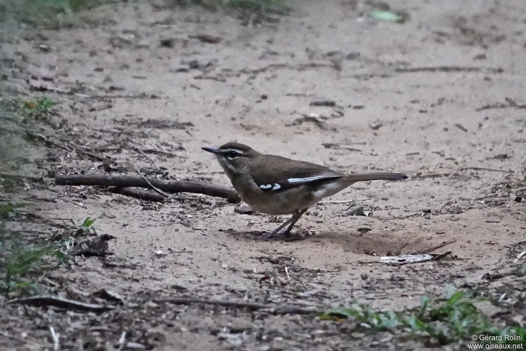 Brown Scrub Robin