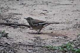 Brown Scrub Robin