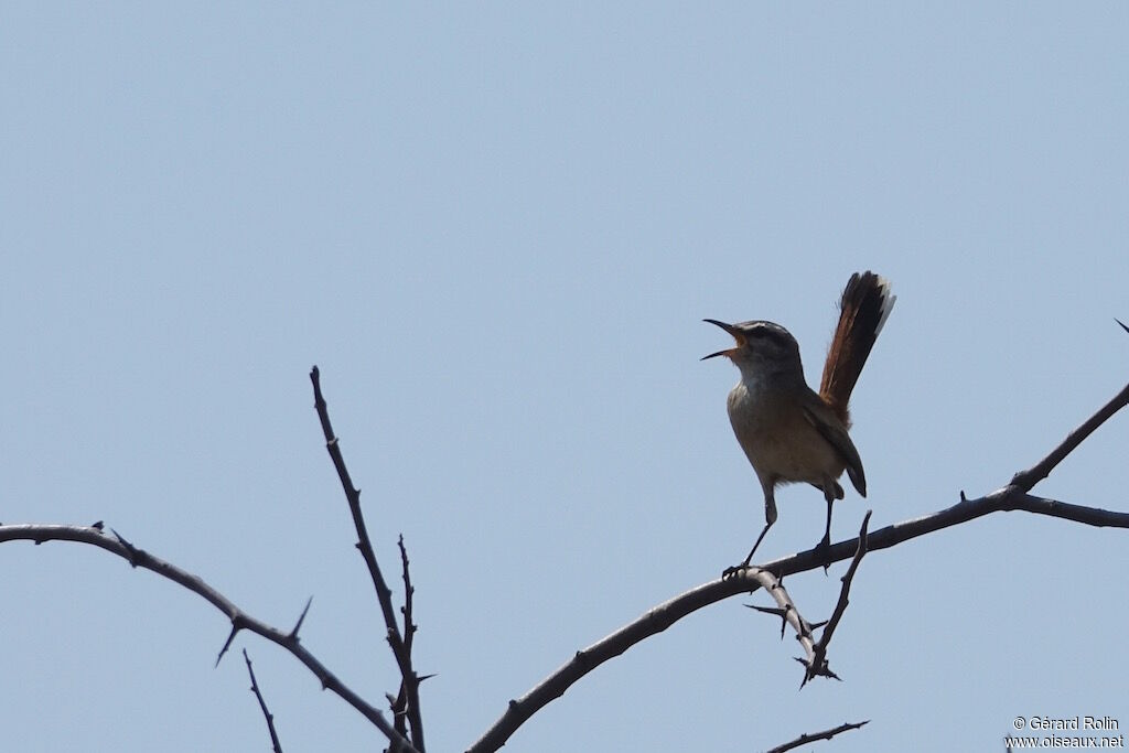 Kalahari Scrub Robin