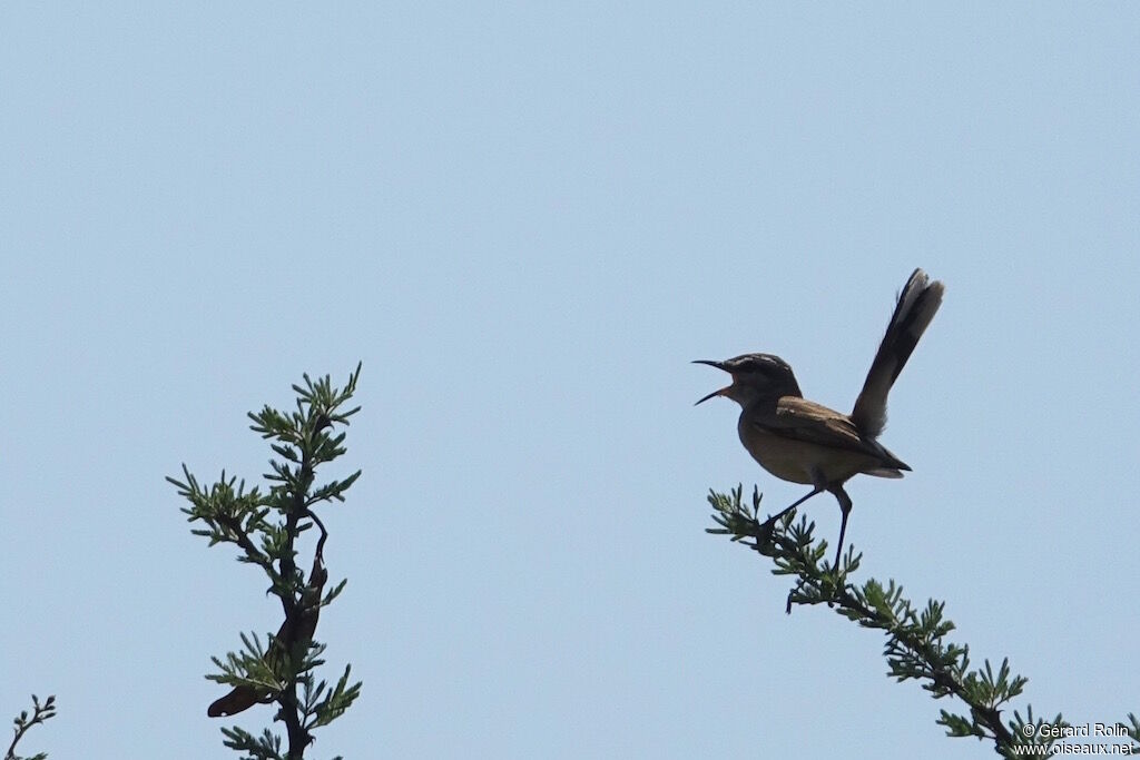 Kalahari Scrub Robin