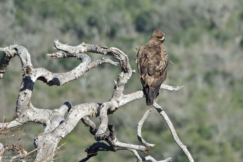 Aigle de Wahlberg