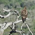 Aigle de Wahlberg