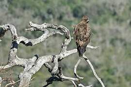 Wahlberg's Eagle