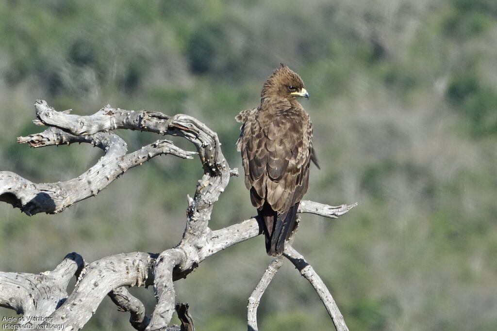 Wahlberg's Eagle