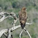 Aigle de Wahlberg