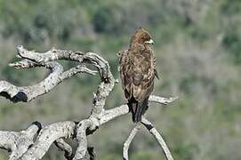 Wahlberg's Eagle