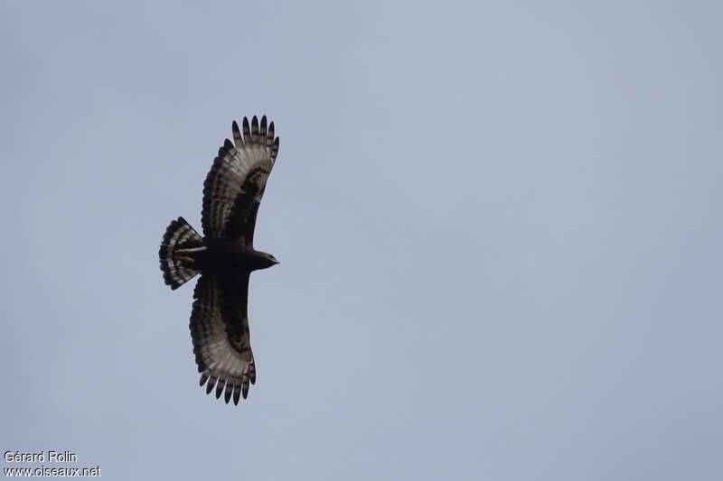 Long-crested Eagle, pigmentation, Flight