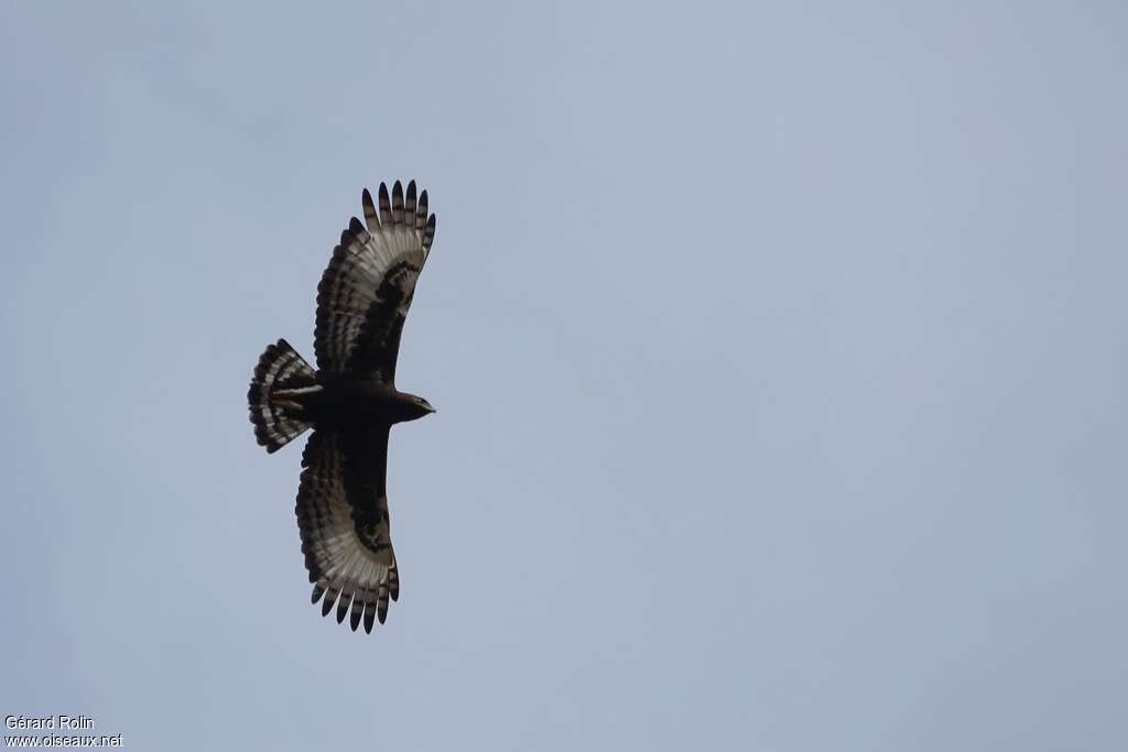 Aigle huppard, pigmentation, Vol